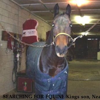 SEARCHING FOR EQUINE Kings son, Near Crete, IL, 60417